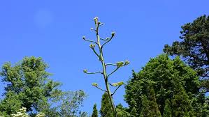 Check spelling or type a new query. Halifax S Celebrity Agave Plant Attracts Crowds As It Begins To Bloom The Star