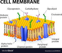 The plasma membrane of the cell is responsible for transport across cell and also for cell recognition. Cell Membrane A Detailed Diagram Models Of Membrane Structure Download A Free Preview Or High Quali Cell Membrane Structure Plasma Membrane Membrane Structure