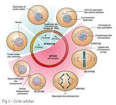 G1 therapeutics (gthx)announces that cosela (trilaciclib) has been added to two updated national comprehensive cancer network((nccn)) clinical g1 therapeutics provides cosela update. Interfase Periodo Compreendido Entre O Fim De Uma Divisao Celular E O Inicio Da Seguinte Fase G1 P Ciclo Celular Biologia Celular Ensenanza Biologia