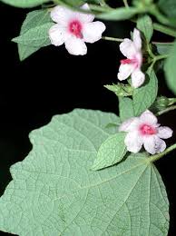 Image result for Urena lobata