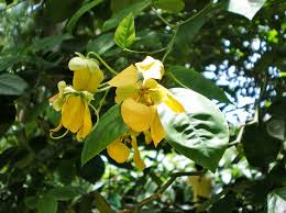 Image result for Senna floribunda