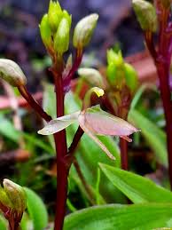 Image result for Liparis mulindana