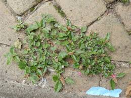 Image result for Amaranthus deflexus