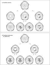 Image result for Basananthe parvifolia