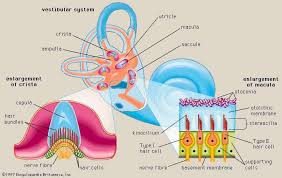 Vestibular System Definition Anatomy Function Vestibular System Ear Anatomy Physiology