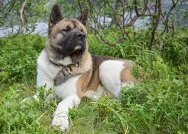 The full, curled tail is proportionate with the large head. Akita Inu Must Know Things Before Getting One Doggowner