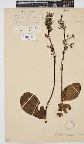 Image result for Globimetula rubripes