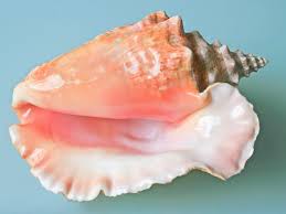 We did not find results for: Conch Shells As Musical Instruments And In Living Sea Snails Spinditty
