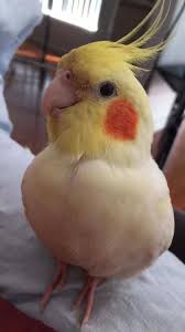 Waiting list 7 baby cockatiels / open for holds / ready 08 / 16 / 21. Ollie The Adventures Of A Lutino Cockatiel Home Facebook