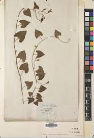 Image result for Convolvulus farinosus