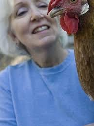 Austin's egg rolls jump as more chickens take up roost in backyards