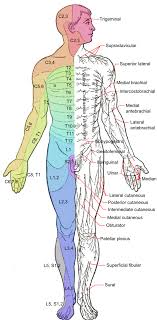 In a hypothetical situation without external forces (friction and air resistance). Spinal Nerves Boundless Anatomy And Physiology