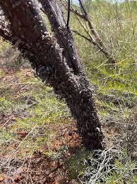 Image result for Acacia montigena