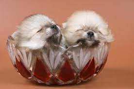 How To Care For Newborn Pomeranian Puppies Pomeranian Puppy Puppies Dog Breeder