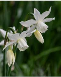 Image result for Criscianthus