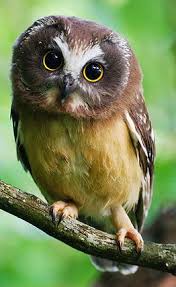 Birds Of Prey In Georgia This Article Is A Stub You Can Help The Guardians Of Ga Hoole Wiki By Expanding It Justin Is The Son Of Martin And Gemma And I Owl Species Elf Owl Baby