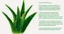 Aloe Vera Ayurvedic Medicinal Plants