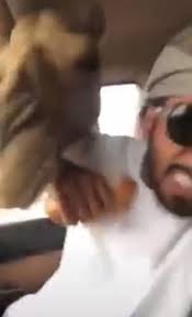 Fans says the revealing photo is normalizing daily motherhood — and the lack of privacy that comes with it. Tv Presenter Gets The Hump When Hungry Camel Pops Its Head Through Car Window To Steal Bread Rolls Daily Mail Online