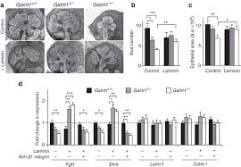 O-glycosylation modulates integrin and FGF signalling by influencing the  secretion of basement membrane components