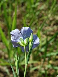 Image result for Linum usitatissimum