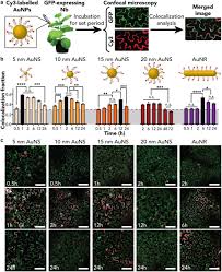 Why do plant cells possess large sized vacuole? Nanoparticle Cellular Internalization Is Not Required For Rna Delivery To Mature Plant Leaves Biorxiv
