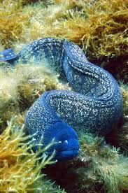 9 Moray Eel Beautiful Sea Creatures Ocean Animals Sea And Ocean