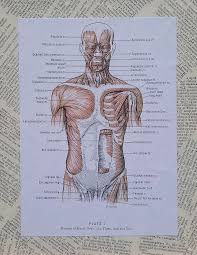 The torso or trunk is an anatomical term for the central part, or core, of many animal bodies (including humans) from which extend the neck and limbs. Anatomy Of Art Muscles Of The Torso Mixed Media By Laura Walters