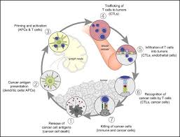 Oncology Meets Immunology The Cancer Immunity Cycle Immunity Immunotherapy Cancer Immunology Immunotherapy