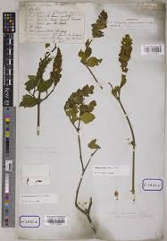 Image result for Ecbolium clarkei