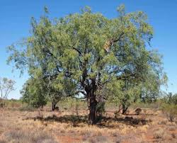 Image result for Ventilago