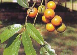 Image result for Diospyros gabunensis