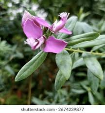 Image result for Polygalaceae