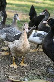 Raising Muscovy Ducks Muscovy Duck Raising Turkeys Animals