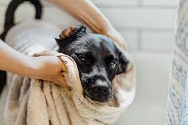 Puppies need a place to stay warm since it is hard for them to regulate their own temperature.12 x research source. How To Properly Bathe A Dog A Pro Groomer S Top Tips Daily Paws