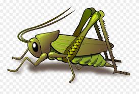 Pin the clipart you like. Insect Clipart Cricket Insect Cricket Transparent Free For Download On Webstockreview 2021
