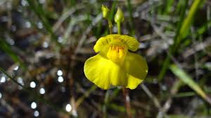 Image result for Utricularia