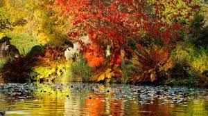 In Pictures: Autumn colour at Kew | Kew