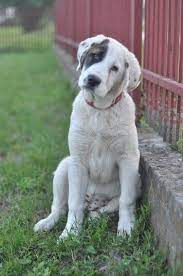 Central Asian Shepherd Dog Just Beautiful Httpwwwrussiandognetcentral-asian-doghtml Russian Dog Breeds Livestock Guardian Dog Every Dog Breed
