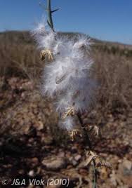 Image result for Eriospermum seineri