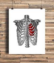 Learn about anatomy b rib cage with free interactive flashcards. Rib Cage With Anatomical Heart Illustration Bones Human Anatomy Home College Dorm Room Indie Hipster Tattoo Art Heart Illustration Anatomical Heart Art