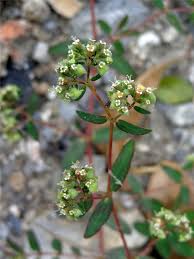 Image result for Euphorbia lissosperma