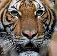 These cats can stand as tall as 4 ft. A Bronx Zoo Tiger Is Sick With Coronavirus Your Cats Are Probably Ok The New York Times
