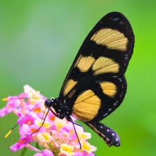 Image result for Ochna confusa