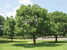 Image result for Azadirachta