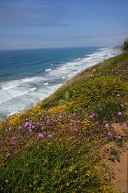 Maybe you would like to learn more about one of these? Spring Flowers At Point Loma Lighthouse And Torrey Pines Beach