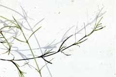 Image result for Najadaceae