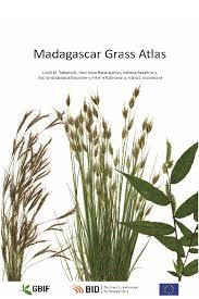 Image result for Isachne mauritiana