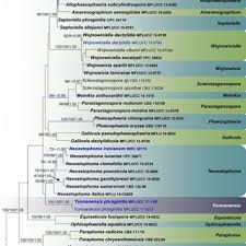 Image result for Sericanthe chimanimaniensis