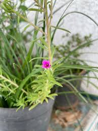 Image result for Portulaca foliosa