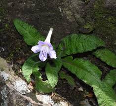Image result for Streptocarpus arcuatus